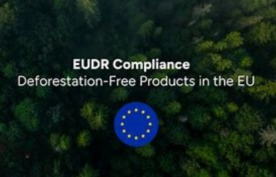 Eudr-cơ hội mới cho các công ty giấy Trung Quốc tại thị trường Châu Âu
