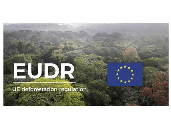 Luật phá rừng của EU: Nghị Viện muốn cung cấp cho các công ty thêm một năm để tuân thủ