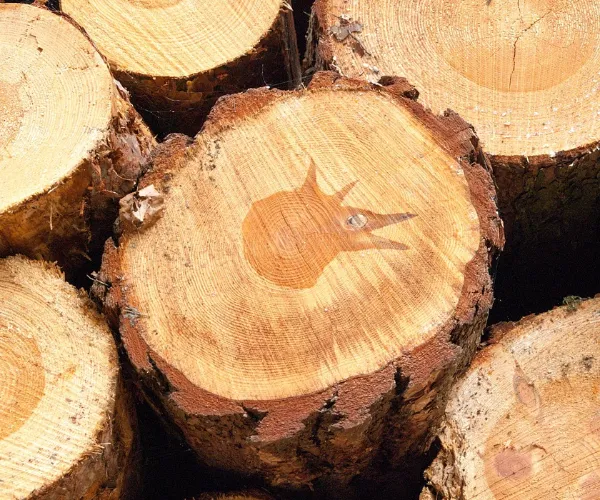 Tính chất sợi và hiệu suất giấy